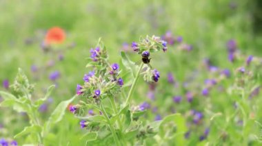 Yabanarısı yabani çiçeklerden nektar toplar. Çiçeklerin böcekler tarafından tozlanması. Çiçekli çimenler, seçici odaklanma, yaz mevsimi. Mor bir çiçeğin yakınındaki yaban arısına yakın çekim