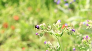 Yabanarısı yabani çiçeklerden nektar toplar. Çiçeklerin böcekler tarafından tozlanması. Çiçekli çimenler, seçici odaklanma, yaz mevsimi. Mor bir çiçeğin yakınındaki yaban arısına yakın çekim