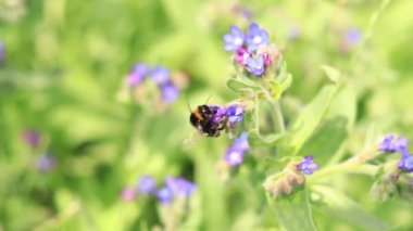 Yabanarısı yabani çiçeklerden nektar toplar. Çiçeklerin böcekler tarafından tozlanması. Çiçekli çimenler, seçici odaklanma, yaz mevsimi. Mor bir çiçeğin yakınındaki yaban arısına yakın çekim