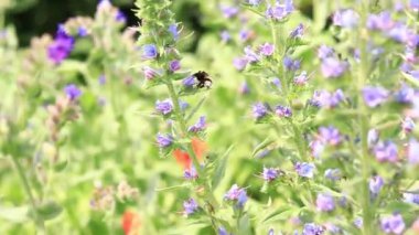 Yabanarısı yabani çiçeklerden nektar toplar. Çiçeklerin böcekler tarafından tozlanması. Çiçekli çimenler, seçici odaklanma, yaz mevsimi. Mor bir çiçeğin yakınındaki yaban arısına yakın çekim