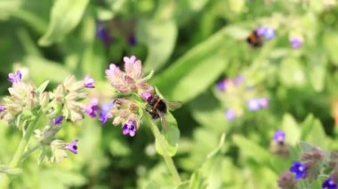 Yabanarısı yabani çiçeklerden nektar toplar. Çiçeklerin böcekler tarafından tozlanması. Çiçekli çimenler, seçici odaklanma, yaz mevsimi. Mor bir çiçeğin yakınındaki yaban arısına yakın çekim