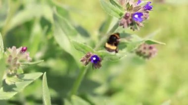 Yabanarısı yabani çiçeklerden nektar toplar. Çiçeklerin böcekler tarafından tozlanması. Çiçekli çimenler, seçici odaklanma, yaz mevsimi. Mor bir çiçeğin yakınındaki yaban arısına yakın çekim