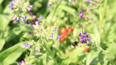 Yabanarısı yabani çiçeklerden nektar toplar. Çiçeklerin böcekler tarafından tozlanması. Çiçekli çimenler, seçici odaklanma, yaz mevsimi. Mor bir çiçeğin yakınındaki yaban arısına yakın çekim