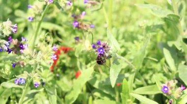 Yabanarısı yabani çiçeklerden nektar toplar. Çiçeklerin böcekler tarafından tozlanması. Çiçekli çimenler, seçici odaklanma, yaz mevsimi. Mor bir çiçeğin yakınındaki yaban arısına yakın çekim