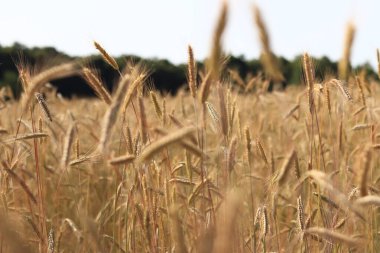 Mısır gevreği tarlası, mısırın kulakları. Çavdar ya da arpa tarlasının güzel manzarası. Güneşli bir günde altın tarla. Tarlada olgunlaşan mısırların arka planı. Hasat konsepti