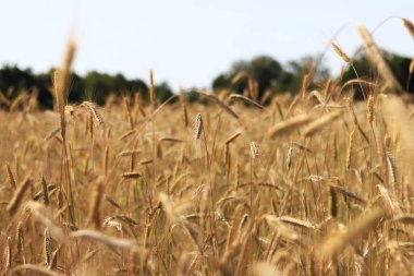 Mısır gevreği tarlası, mısırın kulakları. Çavdar ya da arpa tarlasının güzel manzarası. Güneşli bir günde altın tarla. Tarlada olgunlaşan mısırların arka planı. Hasat konsepti
