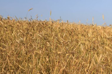 Mısır gevreği tarlası, mısırın kulakları. Çavdar ya da arpa tarlasının güzel manzarası. Güneşli bir günde altın tarla. Tarlada olgunlaşan mısırların arka planı. Hasat konsepti