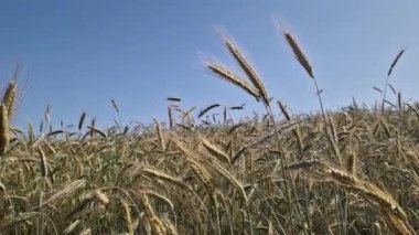 Mısır gevreği tarlası, mısırın kulakları. Çavdar ya da arpa tarlasının güzel manzarası. Güneşli bir günde altın tarla. Tarlada olgunlaşan mısırların arka planı. Hasat konsepti