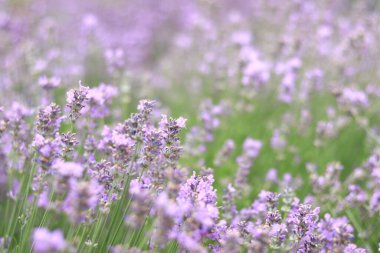 Lavanta tarlası. Seçici odaklı mor lavanta çiçekleri. Aromaterapi. Doğal kozmetik ve ilaç konsepti. Güneş parıldıyor ve ön plan bulanıklaşıyor, yumuşak odaklanma