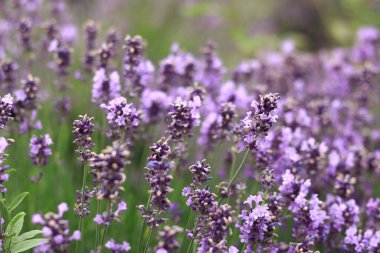 Lavanta tarlası. Seçici odaklı mor lavanta çiçekleri. Aromaterapi. Doğal kozmetik ve ilaç konsepti. Güneş parıldıyor ve ön plan bulanıklaşıyor, yumuşak odaklanma