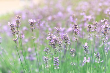 Lavanta tarlası. Seçici odaklı mor lavanta çiçekleri. Aromaterapi. Doğal kozmetik ve ilaç konsepti. Güneş parıldıyor ve ön plan bulanıklaşıyor, yumuşak odaklanma