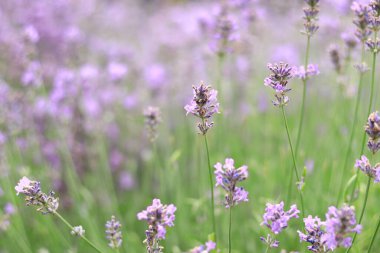 Lavanta tarlası. Seçici odaklı mor lavanta çiçekleri. Aromaterapi. Doğal kozmetik ve ilaç konsepti. Güneş parıldıyor ve ön plan bulanıklaşıyor, yumuşak odaklanma