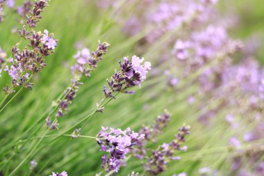 Lavanta tarlası. Seçici odaklı mor lavanta çiçekleri. Aromaterapi. Doğal kozmetik ve ilaç konsepti. Güneş parıldıyor ve ön plan bulanıklaşıyor, yumuşak odaklanma