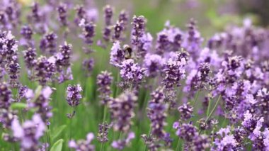 Lavanta tarlası. Seçici odaklı mor lavanta çiçekleri. Aromaterapi. Doğal kozmetik ve ilaç konsepti. Güneş parıldıyor ve ön plan bulanıklaşıyor, yumuşak odaklanma