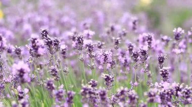 Lavanta tarlası. Seçici odaklı mor lavanta çiçekleri. Aromaterapi. Doğal kozmetik ve ilaç konsepti. Güneş parıldıyor ve ön plan bulanıklaşıyor, yumuşak odaklanma