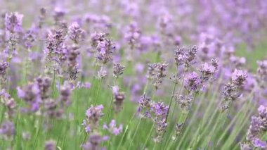 Lavanta tarlası. Seçici odaklı mor lavanta çiçekleri. Aromaterapi. Doğal kozmetik ve ilaç konsepti. Güneş parıldıyor ve ön plan bulanıklaşıyor, yumuşak odaklanma