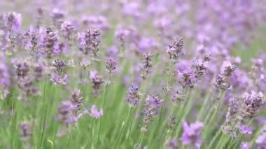 Lavanta tarlası. Seçici odaklı mor lavanta çiçekleri. Aromaterapi. Doğal kozmetik ve ilaç konsepti. Güneş parıldıyor ve ön plan bulanıklaşıyor, yumuşak odaklanma