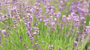 Lavanta tarlası. Seçici odaklı mor lavanta çiçekleri. Aromaterapi. Doğal kozmetik ve ilaç konsepti. Güneş parıldıyor ve ön plan bulanıklaşıyor, yumuşak odaklanma