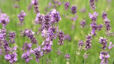 Lavanta tarlası. Seçici odaklı mor lavanta çiçekleri. Aromaterapi. Doğal kozmetik ve ilaç konsepti. Güneş parıldıyor ve ön plan bulanıklaşıyor, yumuşak odaklanma