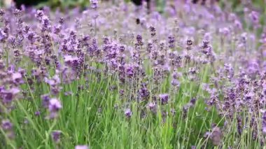 Lavanta tarlası. Seçici odaklı mor lavanta çiçekleri. Aromaterapi. Doğal kozmetik ve ilaç konsepti. Güneş parıldıyor ve ön plan bulanıklaşıyor, yumuşak odaklanma