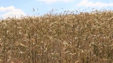 Çavdar tarlası, mısırdan kulaklar. Çavdar ya da arpa tarlasının güzel manzarası. Güneşli bir günde altın tarla. Tarlada olgunlaşan tahılların geçmişi. Hasat konsepti