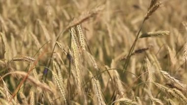 Çavdar tarlası, mısırdan kulaklar. Çavdar ya da arpa tarlasının güzel manzarası. Güneşli bir günde altın tarla. Tarlada olgunlaşan tahılların geçmişi. Hasat konsepti