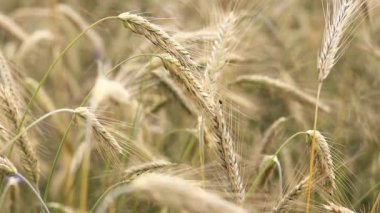 Çavdar tarlası, mısırdan kulaklar. Çavdar tarlasının güzel manzarası. Güneşli bir günde altın tarla. Tarlada olgunlaşan tahılların geçmişi. Hasat konsepti