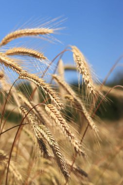 Çavdar tarlası, tarım. Tahıl hasadı. Güneşli bir günde, tarladaki sarı buğday kulakları. Tarım alanının güzel manzarası, tahıl kulakları. Tarım sektörü konsepti. Tahıl hasadı