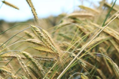 Çavdar tarlası, tarım. Tahıl hasadı. Güneşli bir günde, tarladaki sarı buğday kulakları. Tarım alanının güzel manzarası, tahıl kulakları. Tarım sektörü konsepti. Tahıl hasadı