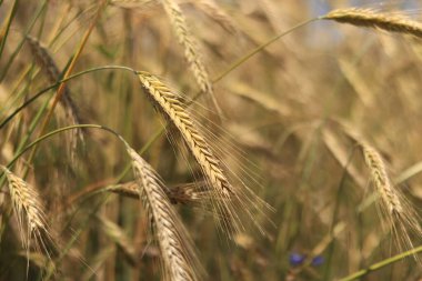 Çavdar tarlası, tarım. Tahıl hasadı. Güneşli bir günde, tarladaki sarı buğday kulakları. Tarım alanının güzel manzarası, tahıl kulakları. Tarım sektörü konsepti. Tahıl hasadı