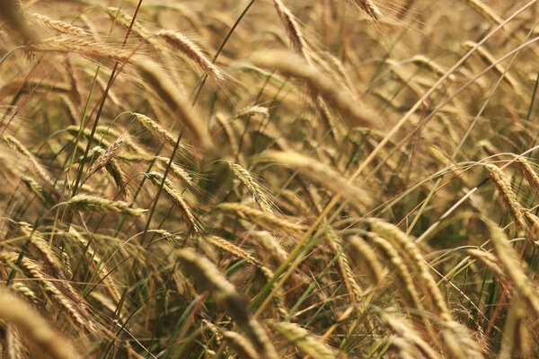 Уши ржаного поля, сельское хозяйство. Урожай зерна. Желтые колосья зерна на поле в солнечный день. Красивый пейзаж сельскохозяйственного поля, колосья зерна. Концепция сельскохозяйственного бизнеса. Урожай зерна