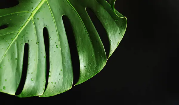 stock image Monstera leaf on a dark background, close-up. Green monstera leaf with water drops on a black background. Tropical plant. Wet monstera leaf with holes. Tropical plants background