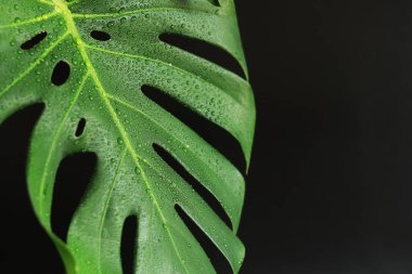 Karanlık bir arka planda canavar yaprağı, yakın plan. Siyah arka planda su damlaları olan yeşil canavar yaprağı. Tropik bitki. Delikli ıslak canavar yaprağı. Tropikal bitkiler