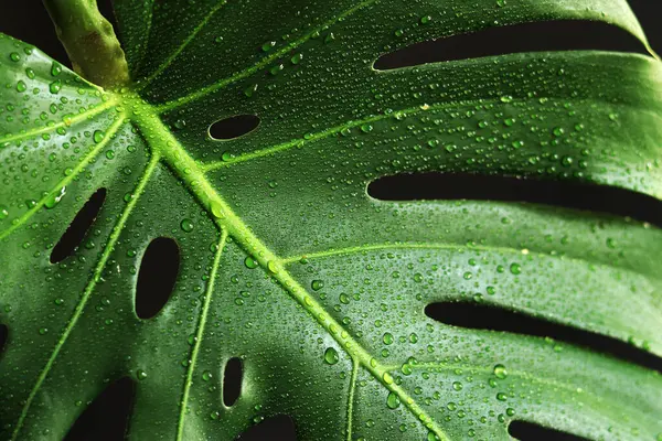 stock image Monstera leaf on a dark background, close-up. Green monstera leaf with water drops on a black background. Tropical plant. Wet monstera leaf with holes. Tropical plants background