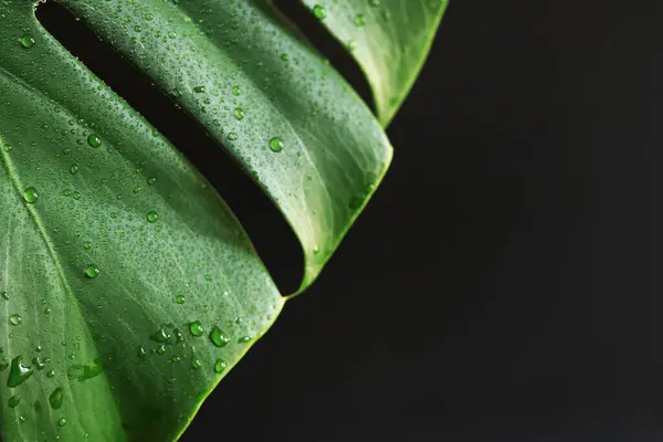 stock image Monstera leaf on a dark background, close-up. Green monstera leaf with water drops on a black background. Tropical plant. Wet monstera leaf with holes. Tropical plants background