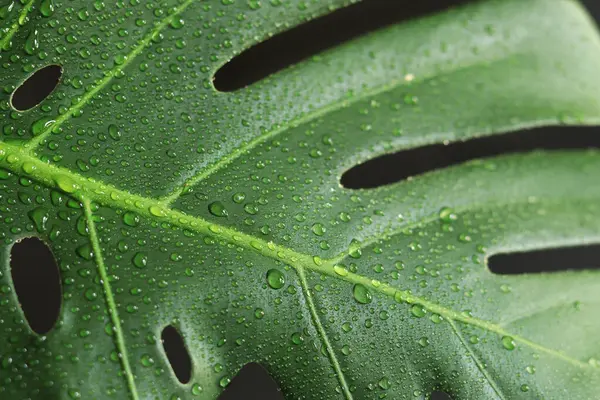 stock image Monstera leaf on a dark background, close-up. Green monstera leaf with water drops on a black background. Tropical plant. Wet monstera leaf with holes. Tropical plants background