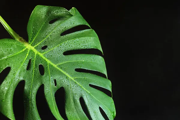 stock image Monstera leaf on a dark background, close-up. Green monstera leaf with water drops on a black background. Tropical plant. Wet monstera leaf with holes. Tropical plants background