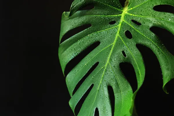 stock image Monstera leaf on a dark background, close-up. Green monstera leaf with water drops on a black background. Tropical plant. Wet monstera leaf with holes. Tropical plants background