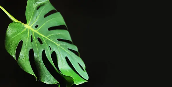 Stock image Monstera leaf on a dark background, close-up. Green monstera leaf with water drops on a black background. Tropical plant. Wet monstera leaf with holes. Tropical plants background