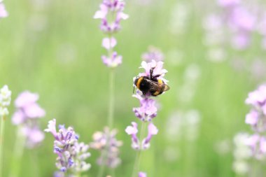 Lavanta çiçekli çizgili yaban arısı, yakın plan. Çiçeklerin böcekler tarafından tozlanması. Lavanta çiçeği mevsimi. Seçici odaklı mor lavanta çiçekleri. Lavanta tarlası