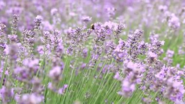 Lavanta, çiçekler yakın plan. Güzel lavanta çalıları rüzgarda sallanıyor, yaz arkaplanı. Mor lavanta çiçekleri. Kozmetik ve parfüm üretimi. Güzel çiçek arkaplanı
