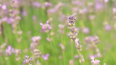 Lavanta, çiçekler yakın plan. Güzel lavanta çalıları rüzgarda sallanıyor, yaz arkaplanı. Mor lavanta çiçekleri. Kozmetik ve parfüm üretimi. Güzel çiçek arkaplanı