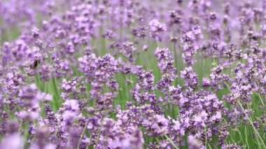 Lavanta, çiçekler yakın plan. Güzel lavanta çalıları rüzgarda sallanıyor, yaz arkaplanı. Mor lavanta çiçekleri. Kozmetik ve parfüm üretimi. Güzel çiçek arkaplanı