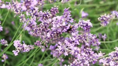 Lavanta tarlası. Seçici odaklı mor lavanta çiçekleri
