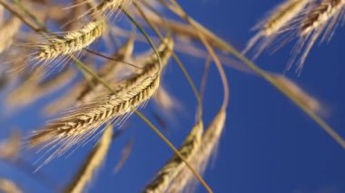 Kulakları gökyüzüne karşı çavdar. Tahıl tarlası, yakın plan tahıl kulakları. Çavdar tarlası. Güneşli bir günde tarla. Tarlada olgunlaşan tahılların arka planı. Hasat konsepti. Dikey video
