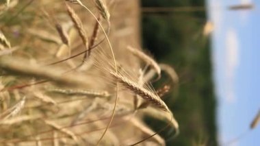Çavdar ekmeği kulakları. Tahıl tarlası, yakın plan tahıl kulakları. Çavdar tarlası. Güneşli bir günde tarla. Tarlada olgunlaşan tahılların arka planı. Hasat konsepti. Dikey video