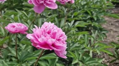 Büyük pembe şakayık çiçekleri. Büyük pembe yaprakları ve yeşil yaprakları olan bir çiçeğin yakın çekimi. Güzel şakayık çiçekleri. Bahar çiçekleri. 4K video. Açık havada büyük çiçekler.