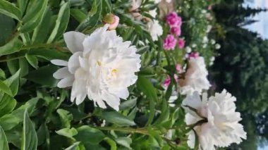 Büyük beyaz şakayık çiçekleri. Büyük beyaz yaprakları ve yeşil yaprakları olan bir çiçeğin yakın çekimi. Güzel şakayık çiçekleri. Bahar çiçekleri. 4K video. Açık havada büyük çiçekler.