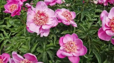 Büyük pembe şakayık çiçekleri. Büyük pembe yaprakları ve yeşil yaprakları olan bir çiçeğin yakın çekimi. Güzel şakayık çiçekleri. Bahar çiçekleri. 4K video. Açık havada büyük çiçekler.