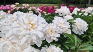 Büyük beyaz şakayık çiçekleri. Büyük beyaz yaprakları ve yeşil yaprakları olan bir çiçeğin yakın çekimi. Güzel şakayık çiçekleri. Bahar çiçekleri. 4K video. Açık havada büyük çiçekler.